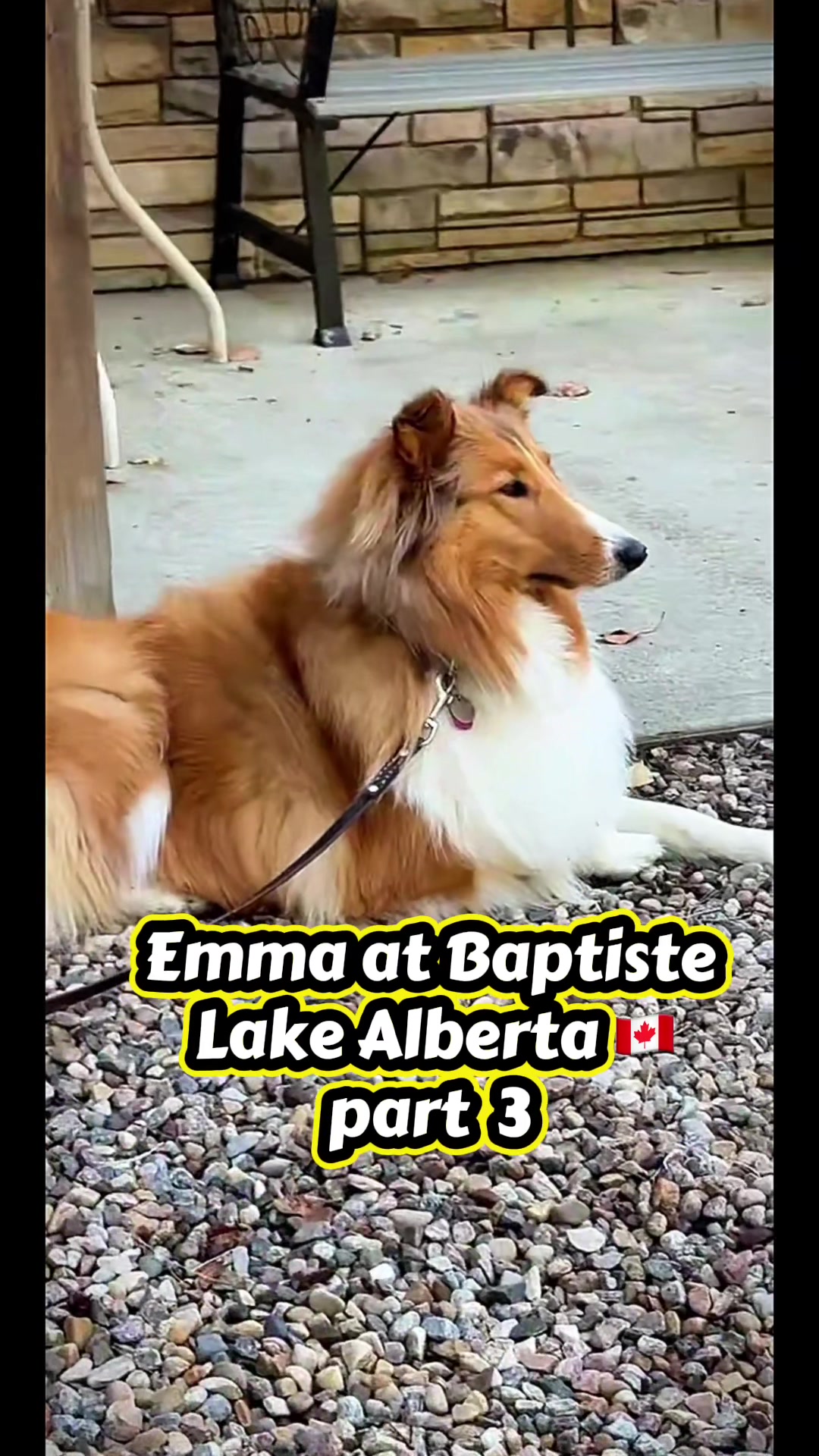@🦮 EMMA’S ADVENTURES 🐾