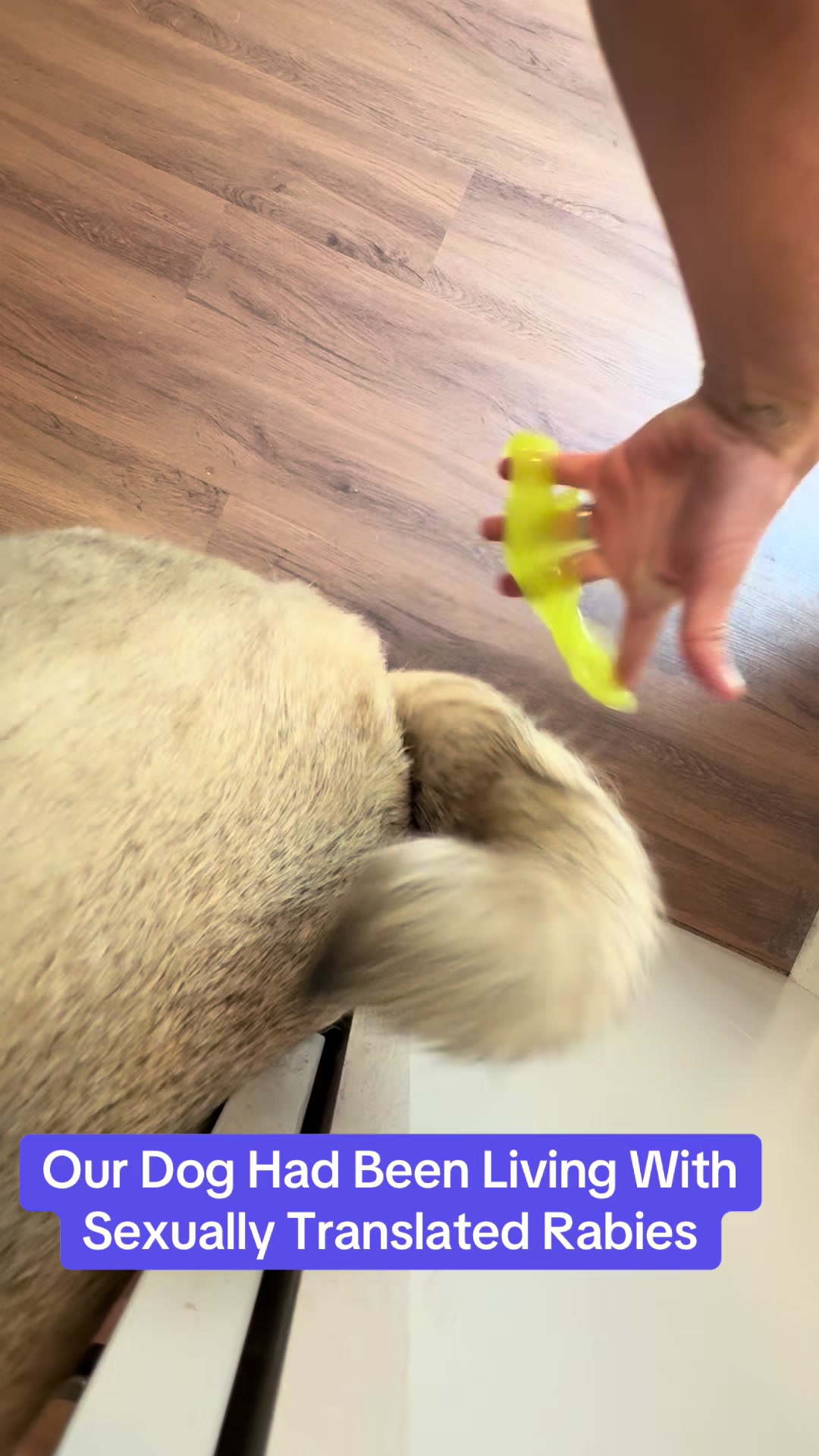 @PEARL - Quadruple-Amputee Pug