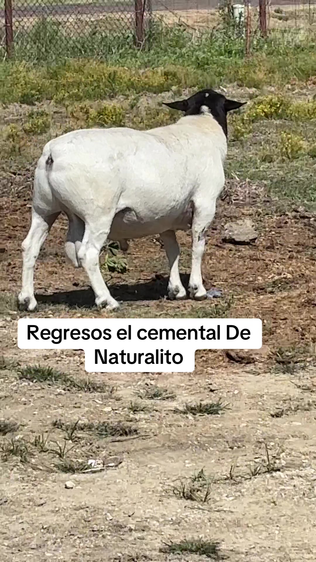 @Ranchoelnaturalito