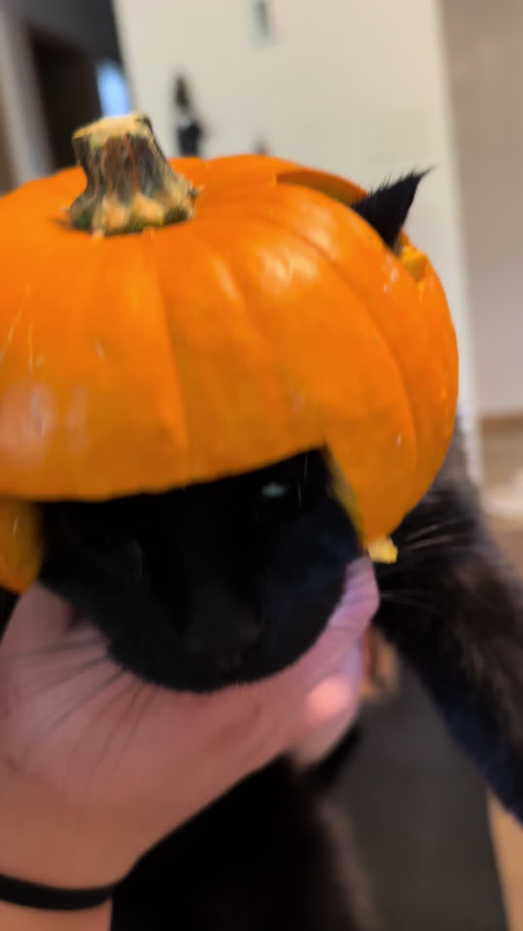 @meatballandfenrir