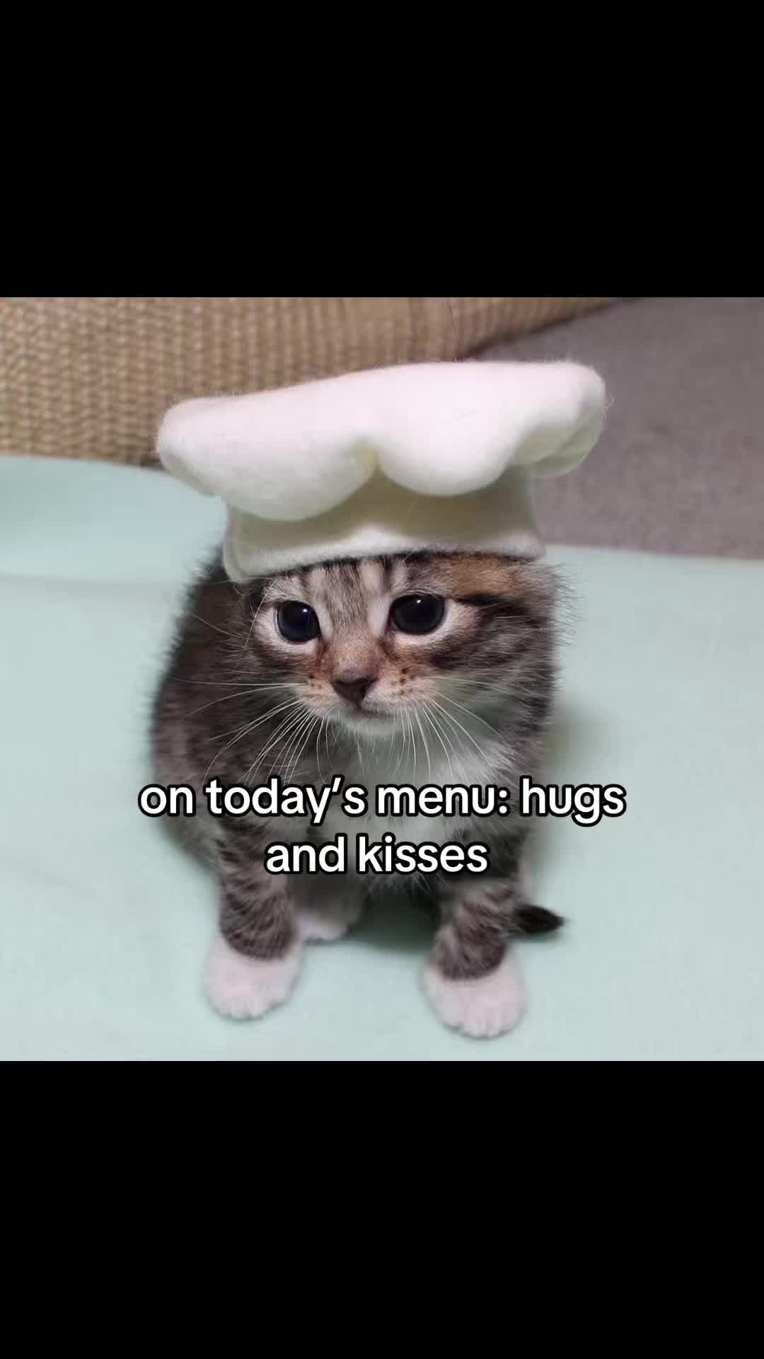 @meowconcept