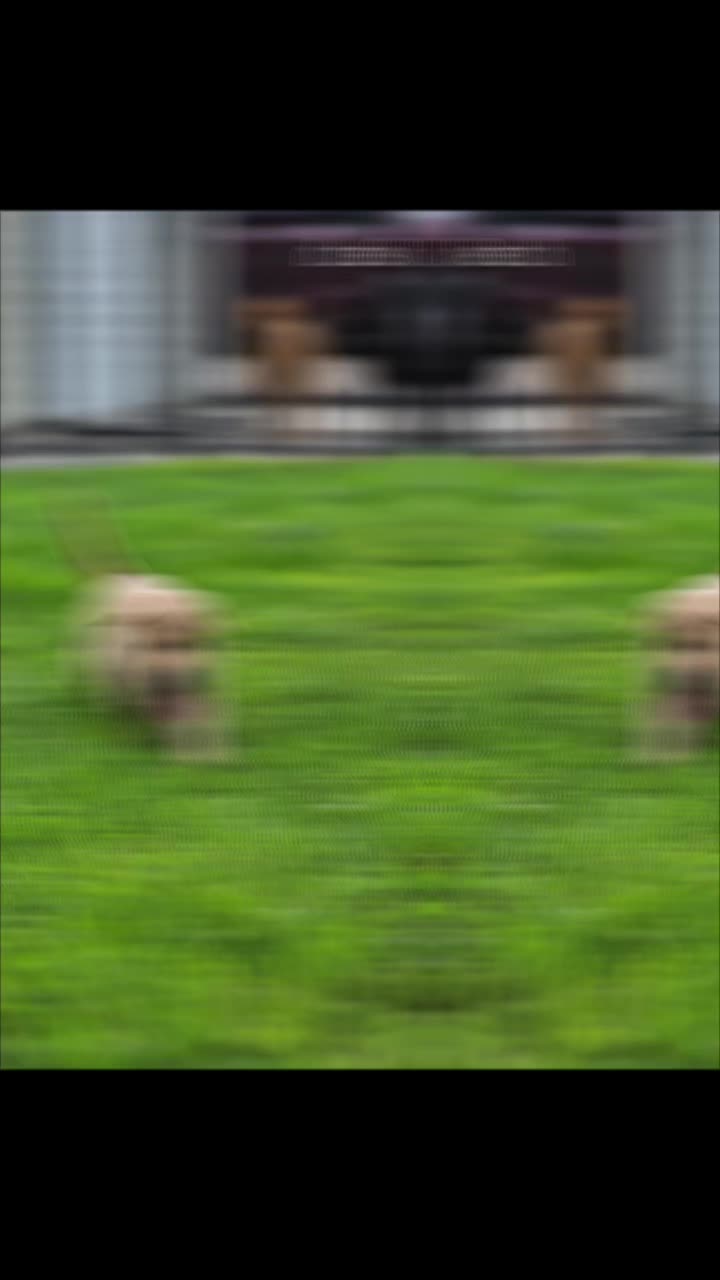 @Lindley Labradors