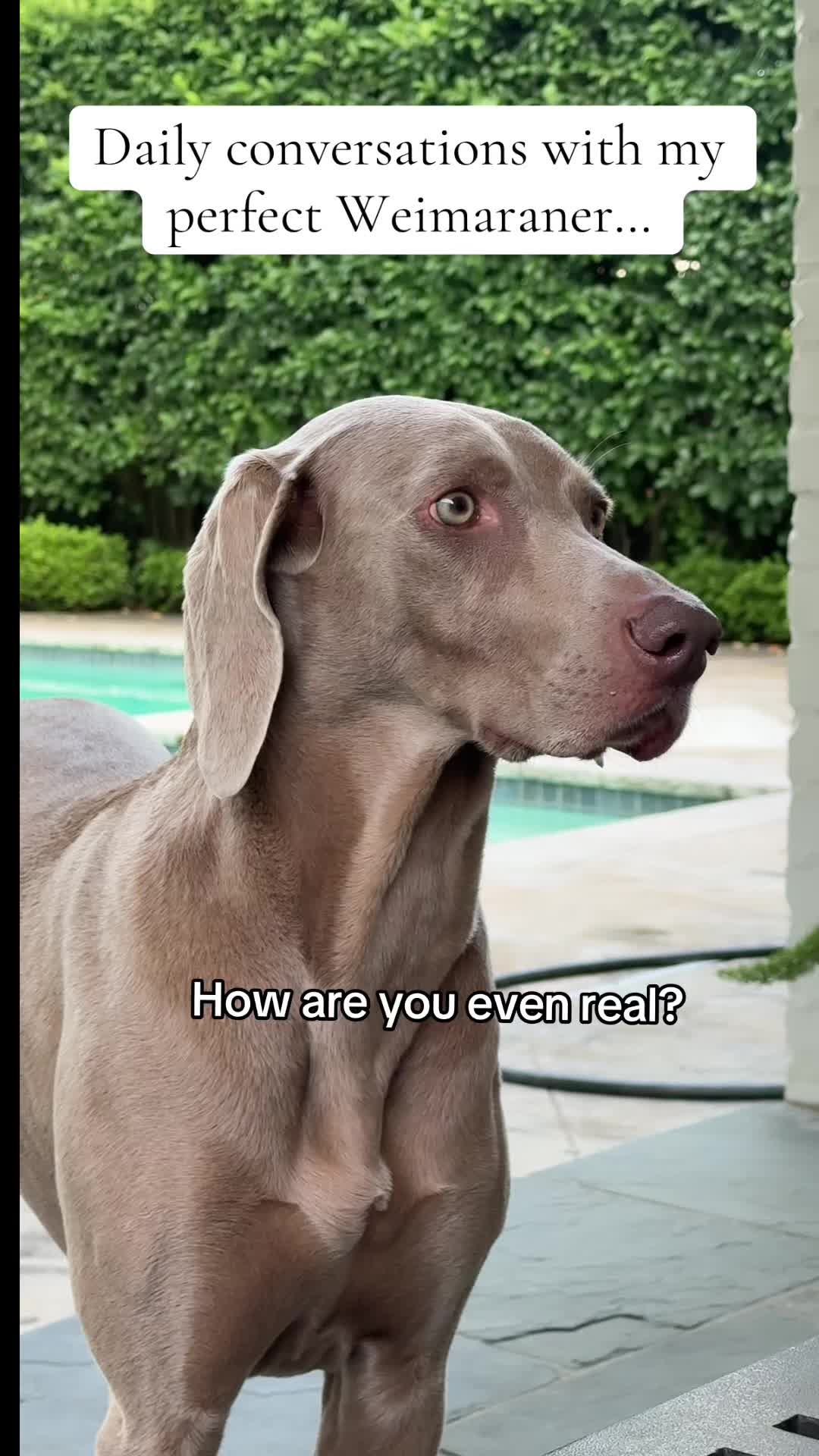 @Zoey the Weim