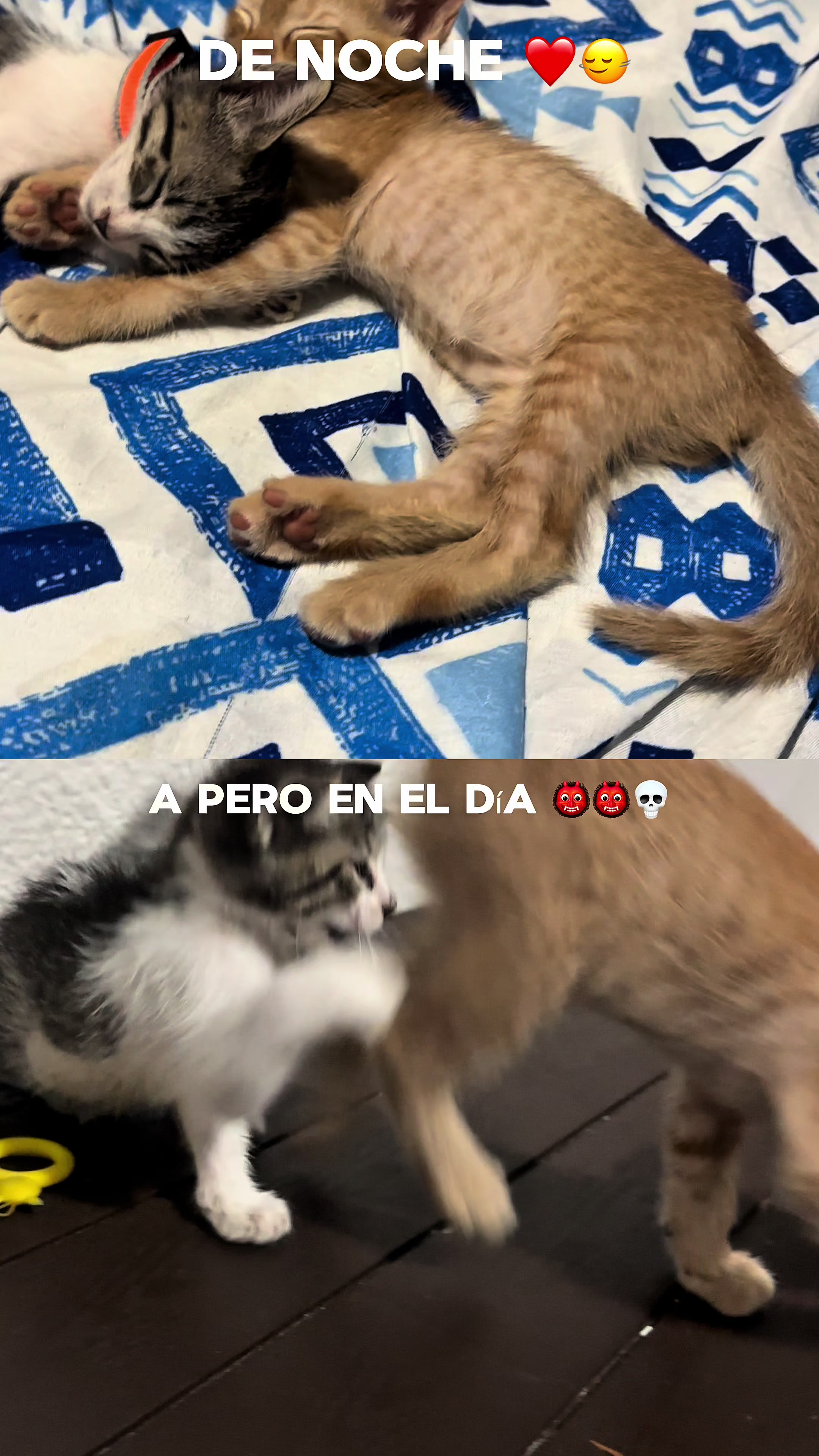 @XanderGamer😈