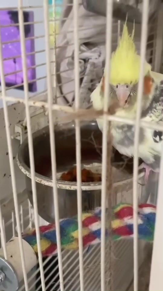 @mybirdjourney;)
