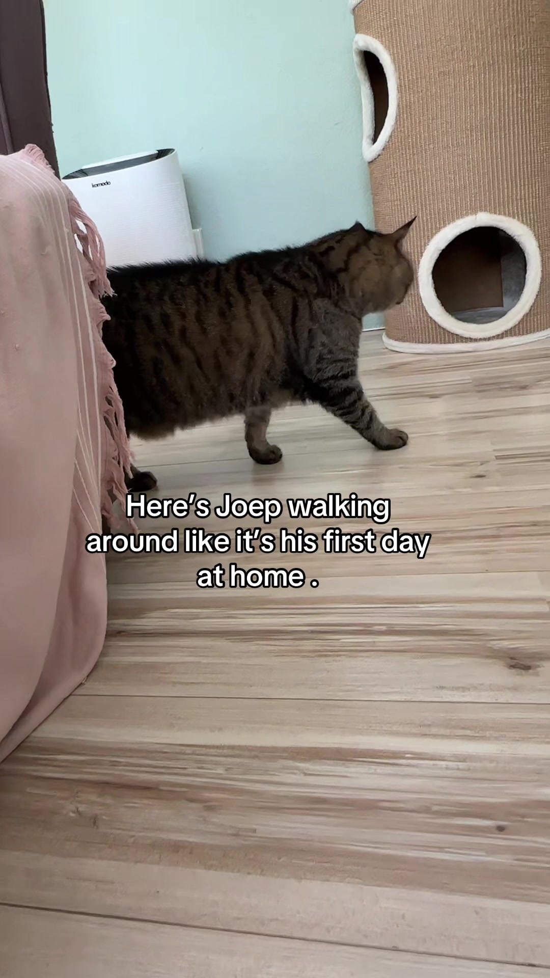 @Joep_the_ rescuecat