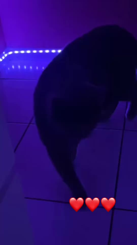 @𝓙 ᥫ᭡
