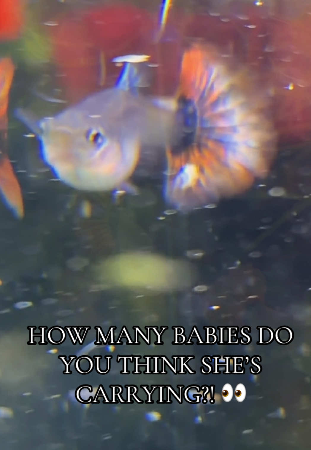 @eastcoastguppy