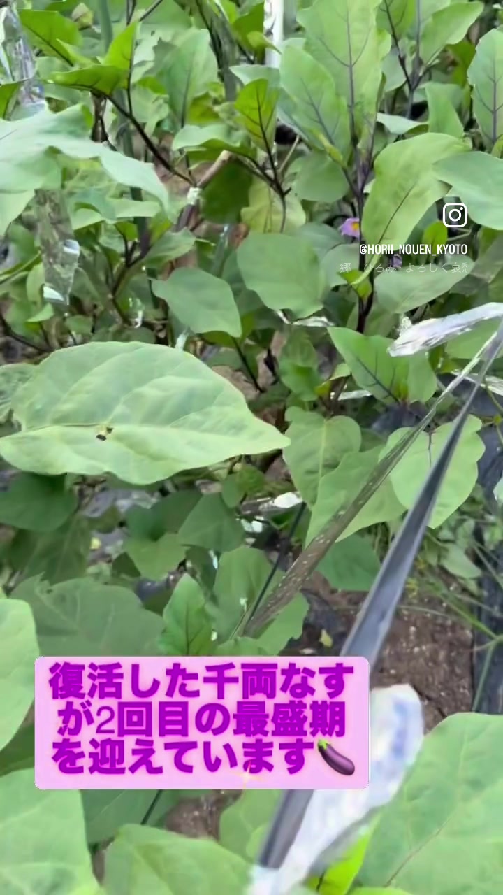 @堀井農園