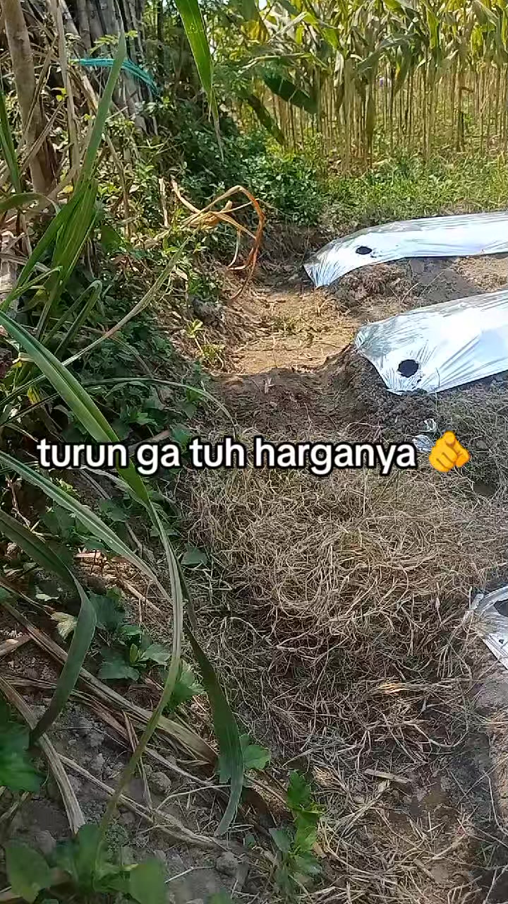 @smuabarang_ada