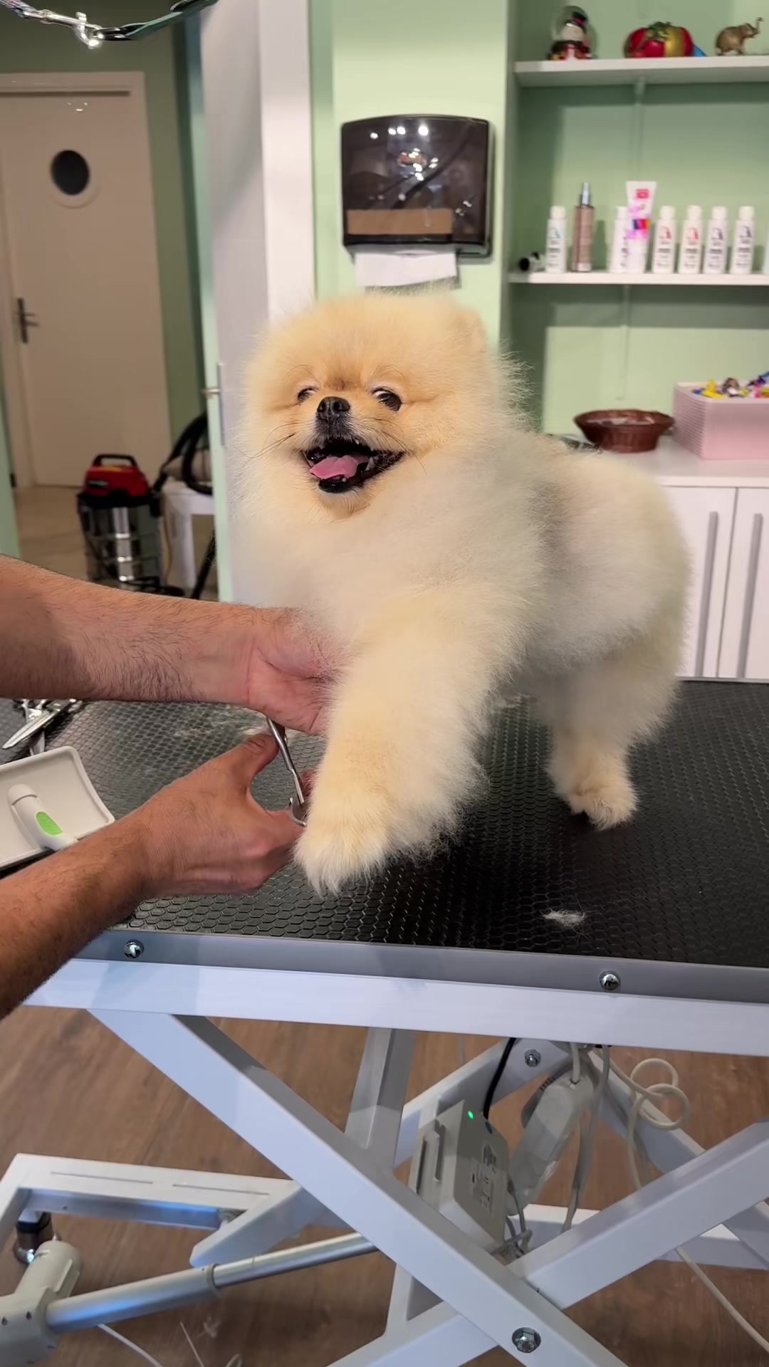 @@petstylistt