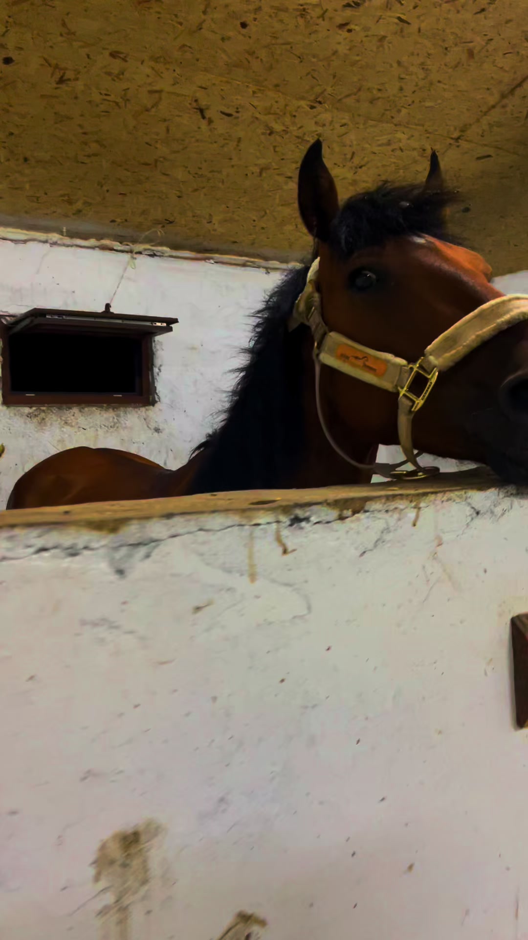 @akshatau_horses