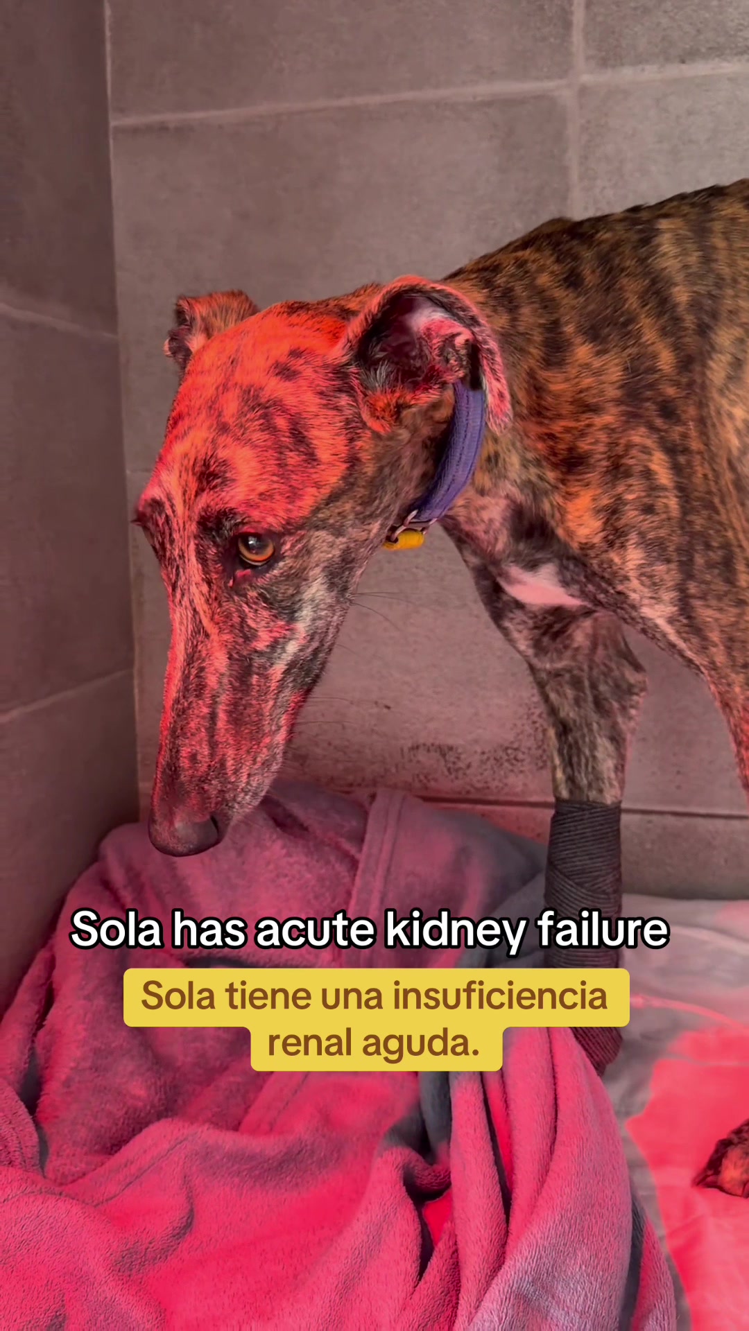 @Galgos del Sol