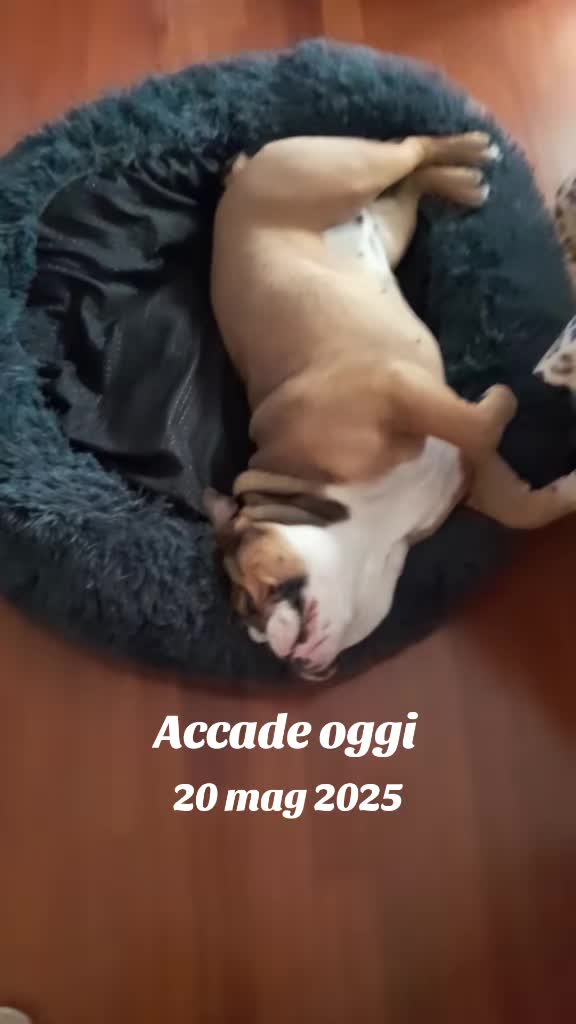 @Cri🐾M❤️rghy🐾labulla❤️