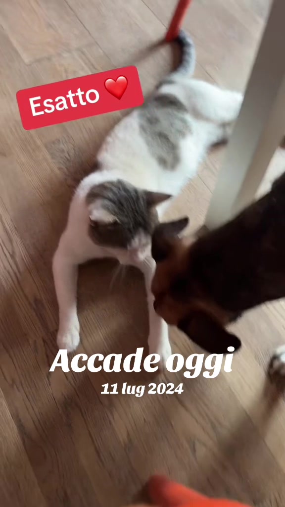 @Gra_Lagra_👑
