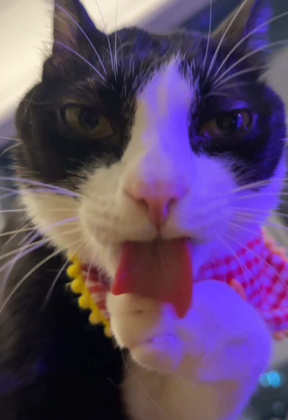 @Licking Cat