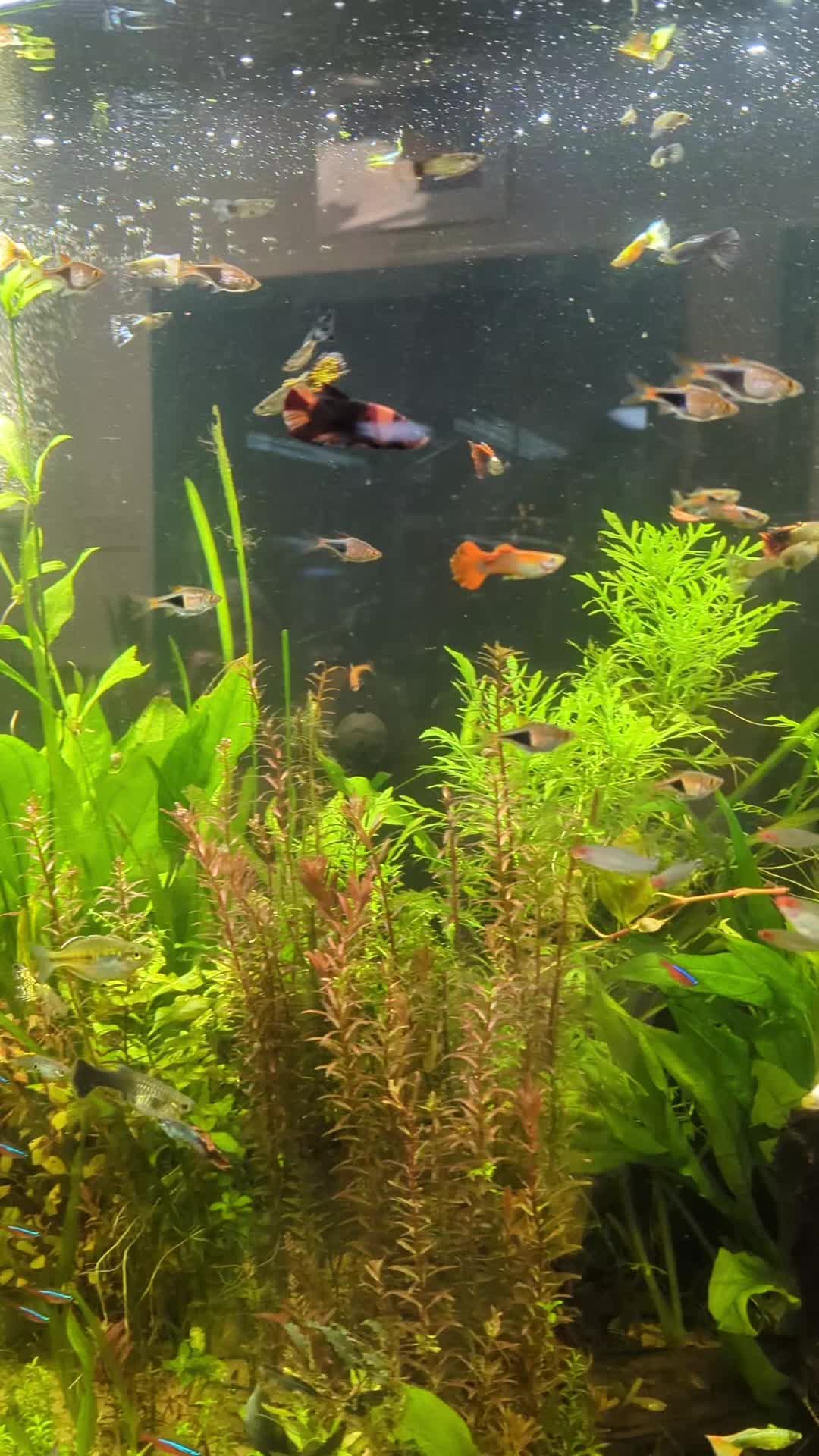@B&M Aquatics