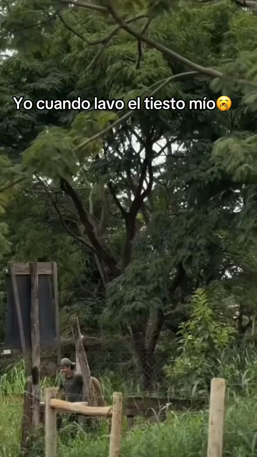 @Daríani tineo