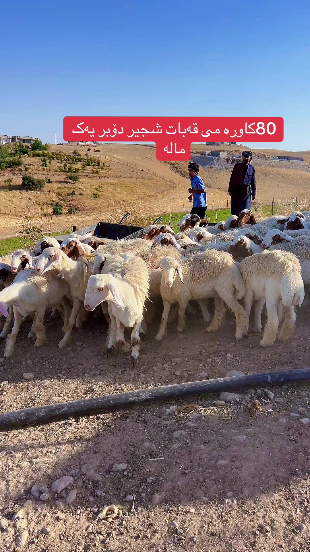 @عو مەر قەساب
