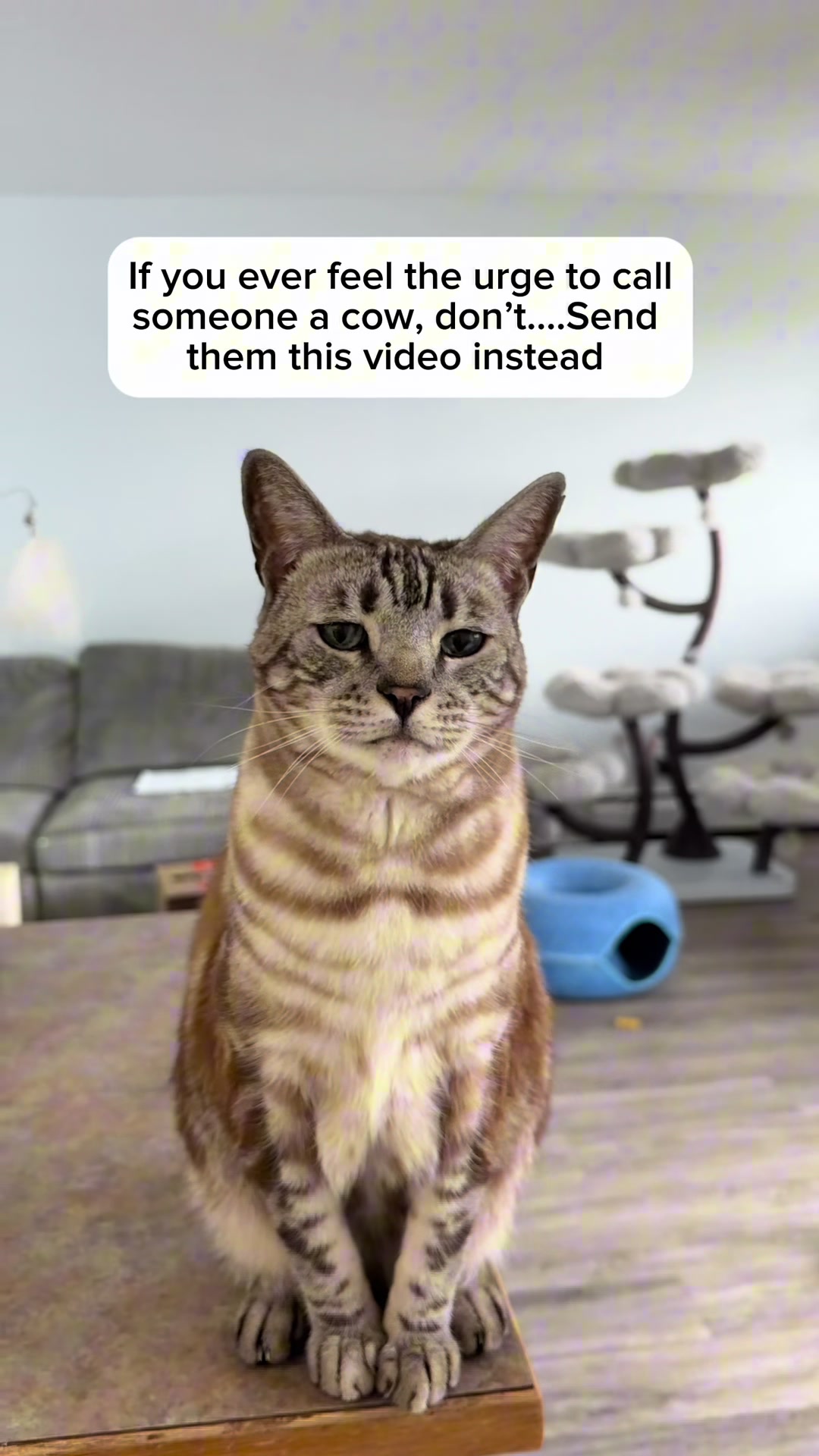 @Three Nawty Cats