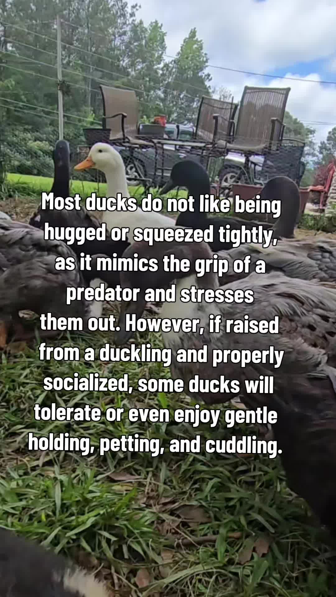 @Skeletonsonbeaverpond❌️🦆☠️