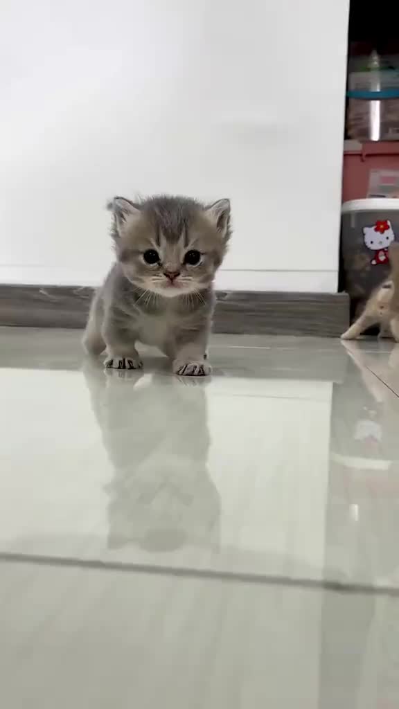 @catbosssss