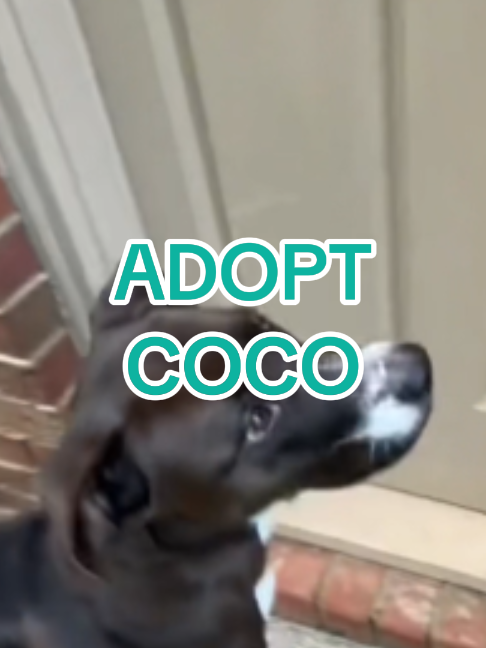 @Adopt a Pet