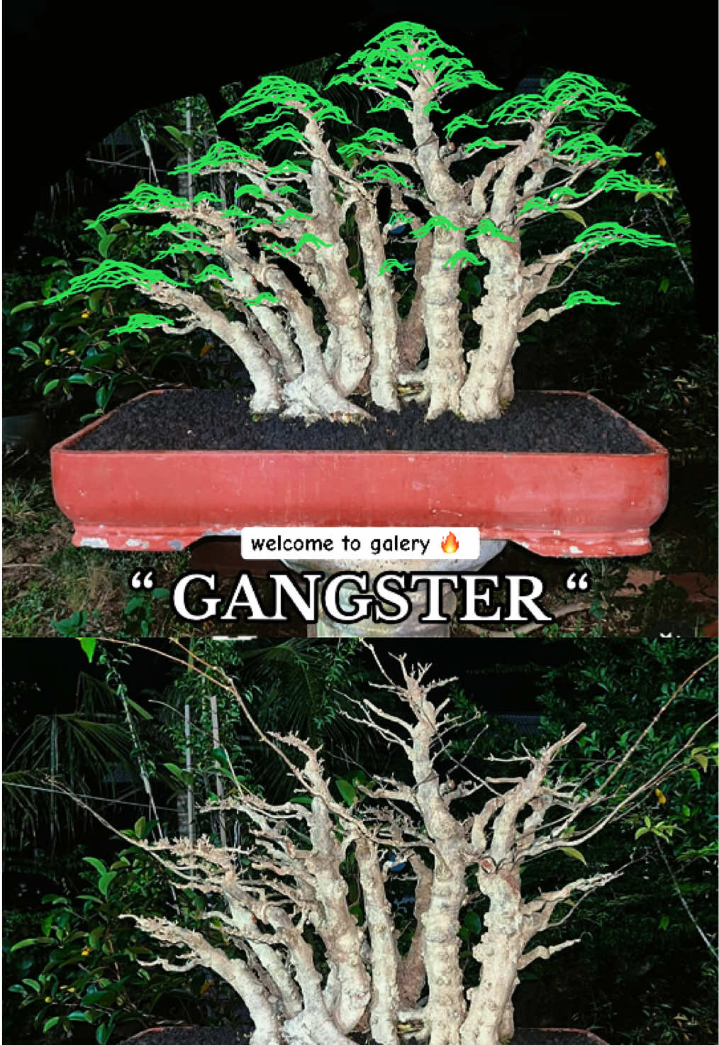 @warbonsai_purwodadi