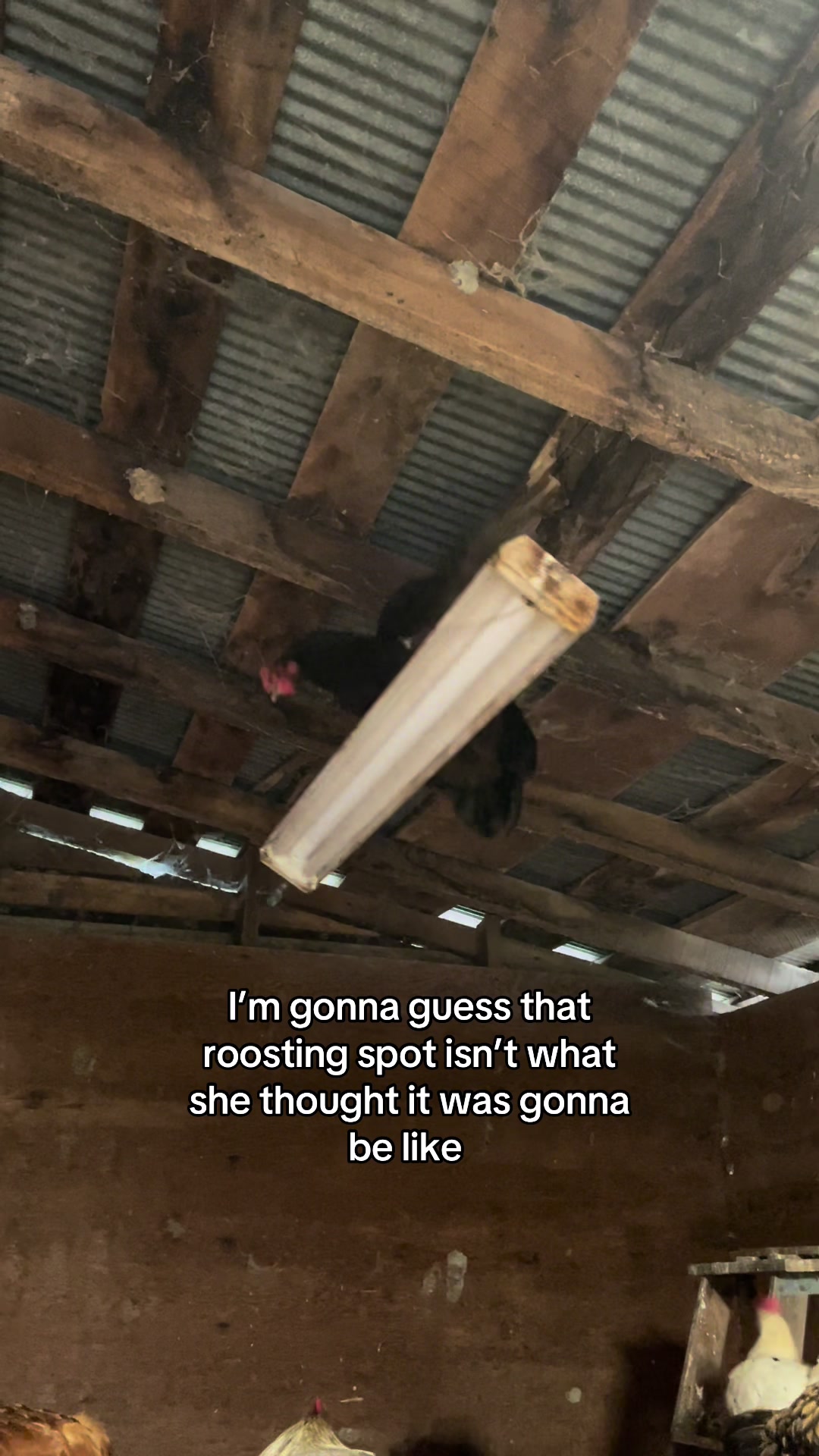 @Maple Leaf Livestock