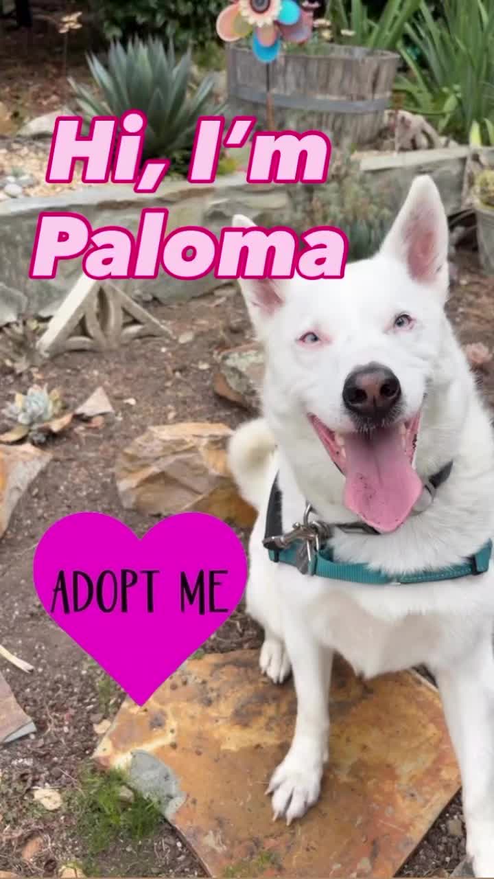 @Oakland Animal Services