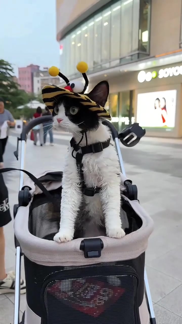 @furry kids