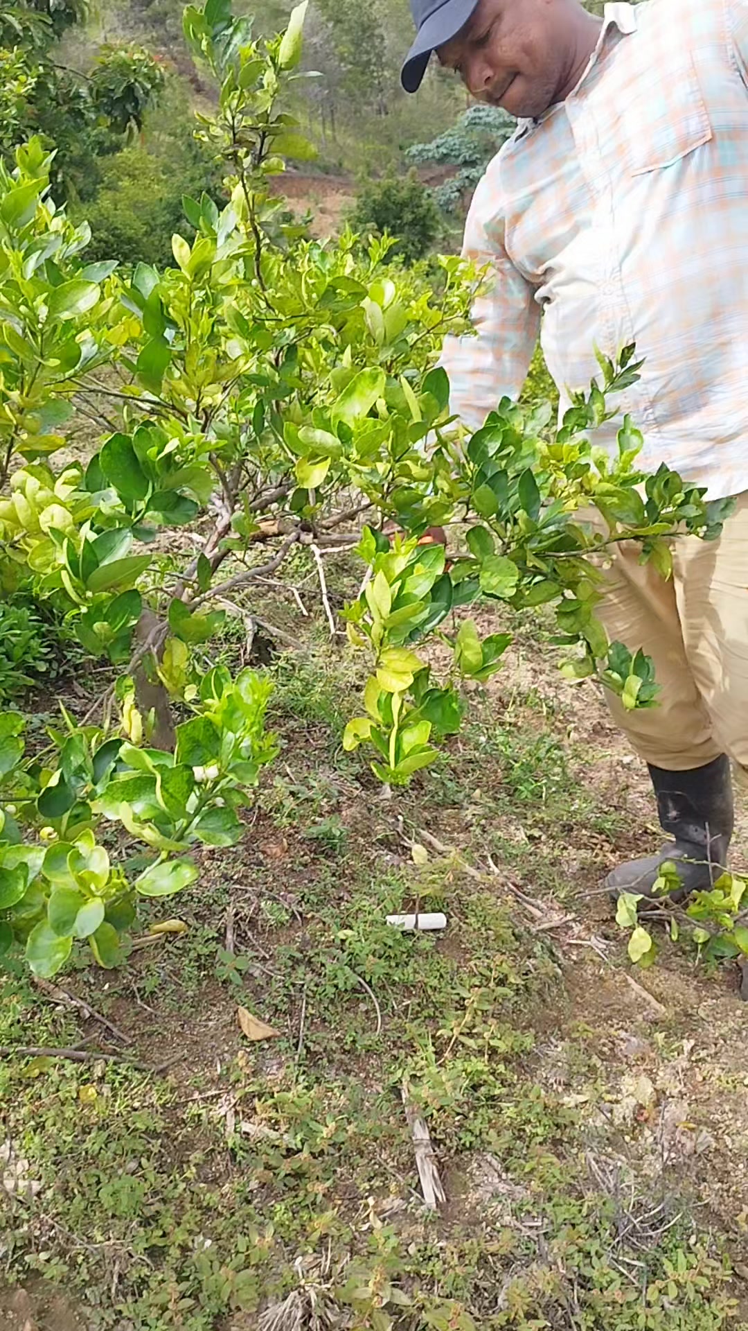 @C&iacute;tricos Ramirez 🍋