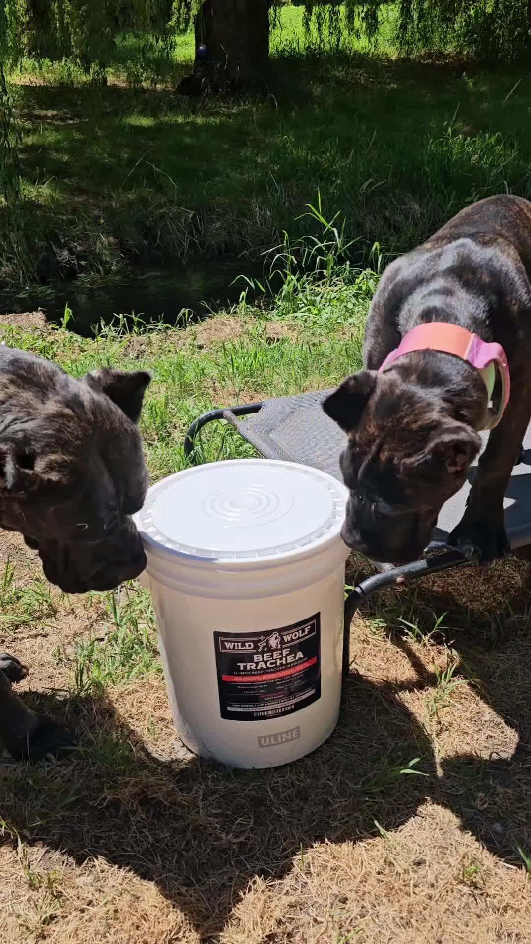 @SalmonCreekCaneCorso