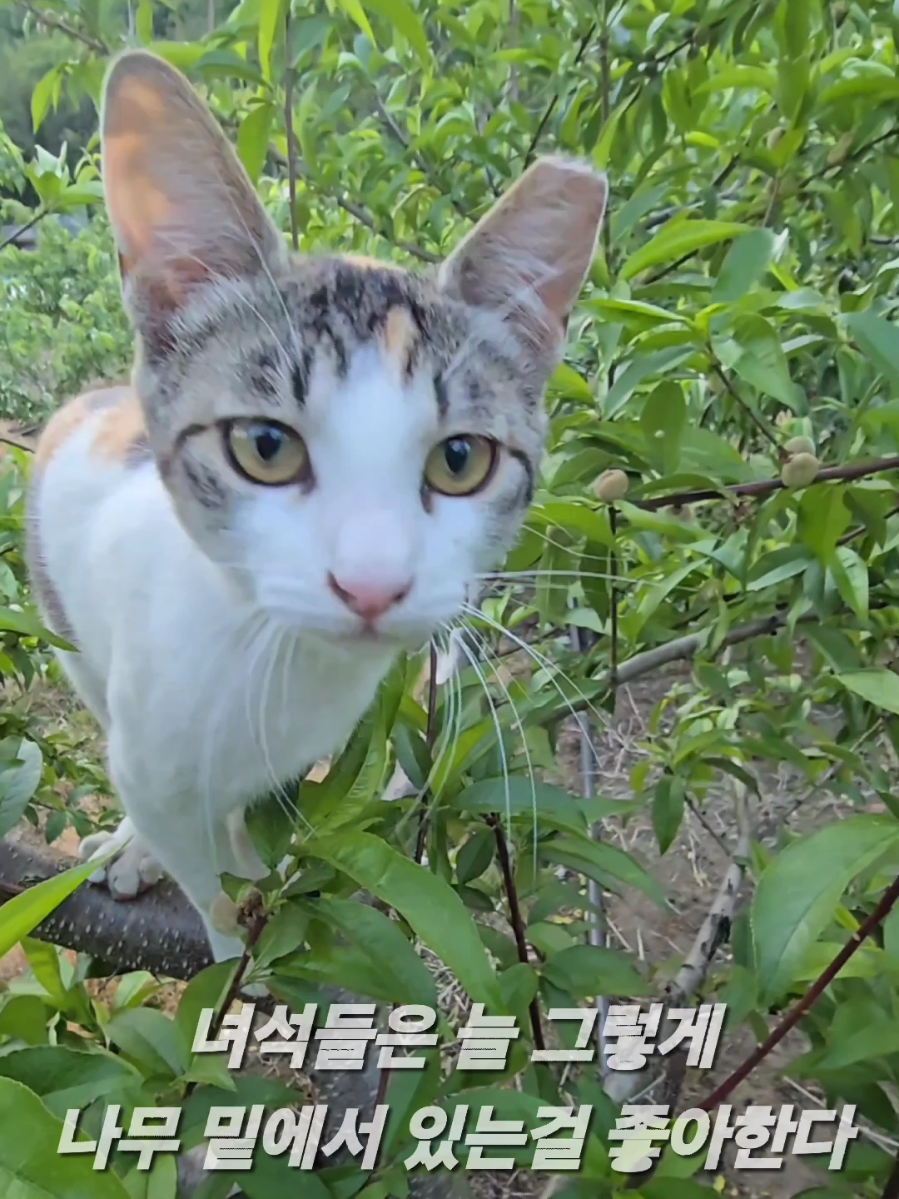 @유튜브 윤파머 납작복숭아