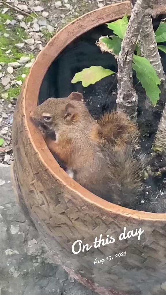 @🇨🇦 Alison Logee 🥰🐿