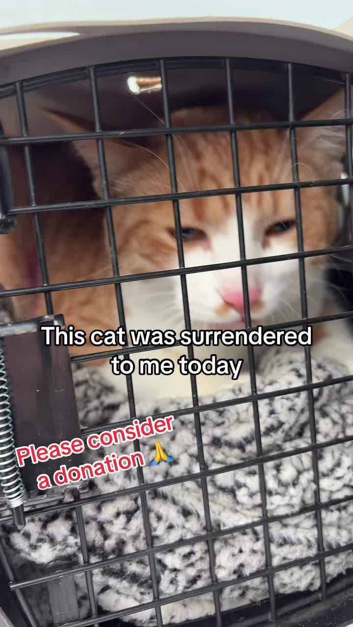 @Kovu&rsquo;s Kitties