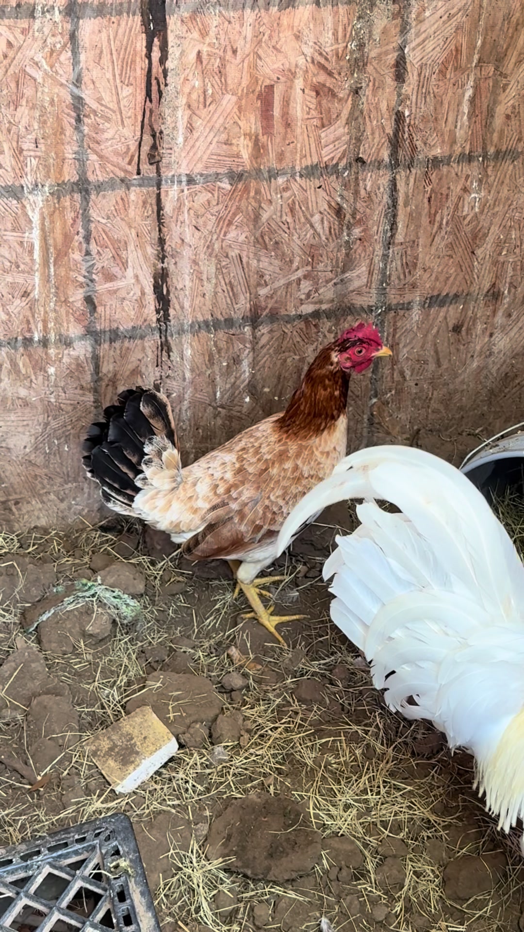 @Bryan Gamefarm