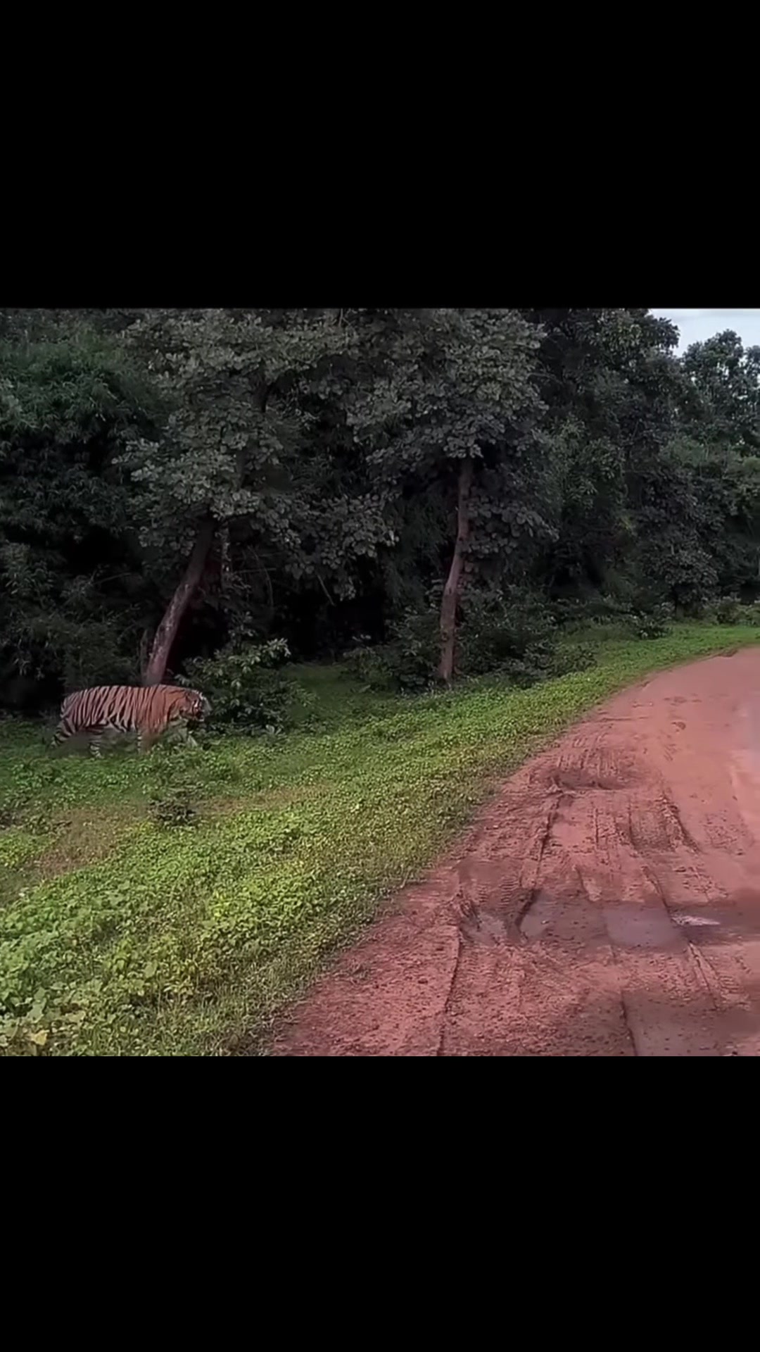 @𝘛𝘪𝘨𝘳𝘦𝘴𝘴 ⌗ 🐅