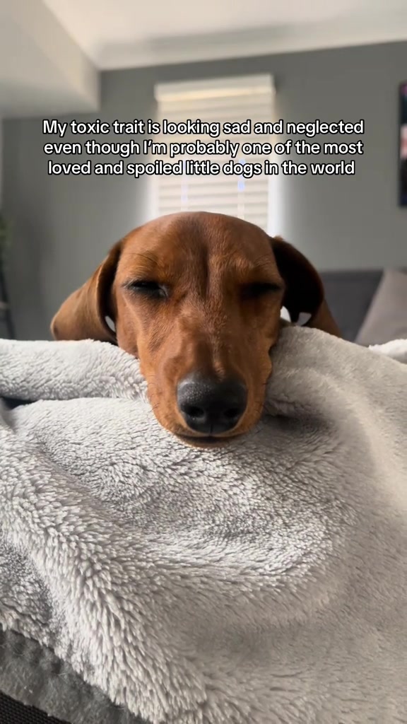 @Von & Her Hounds