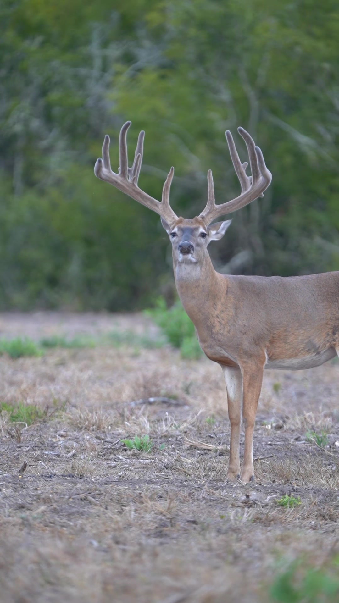 @South Texas Whitetails