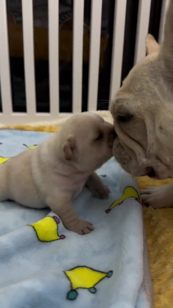 @MilkPupDaily