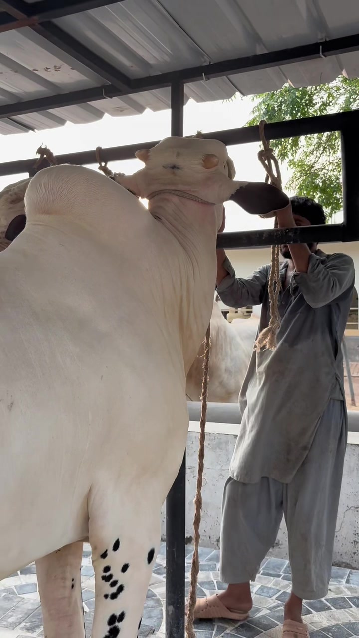 @Gulf Cattle Farm Official