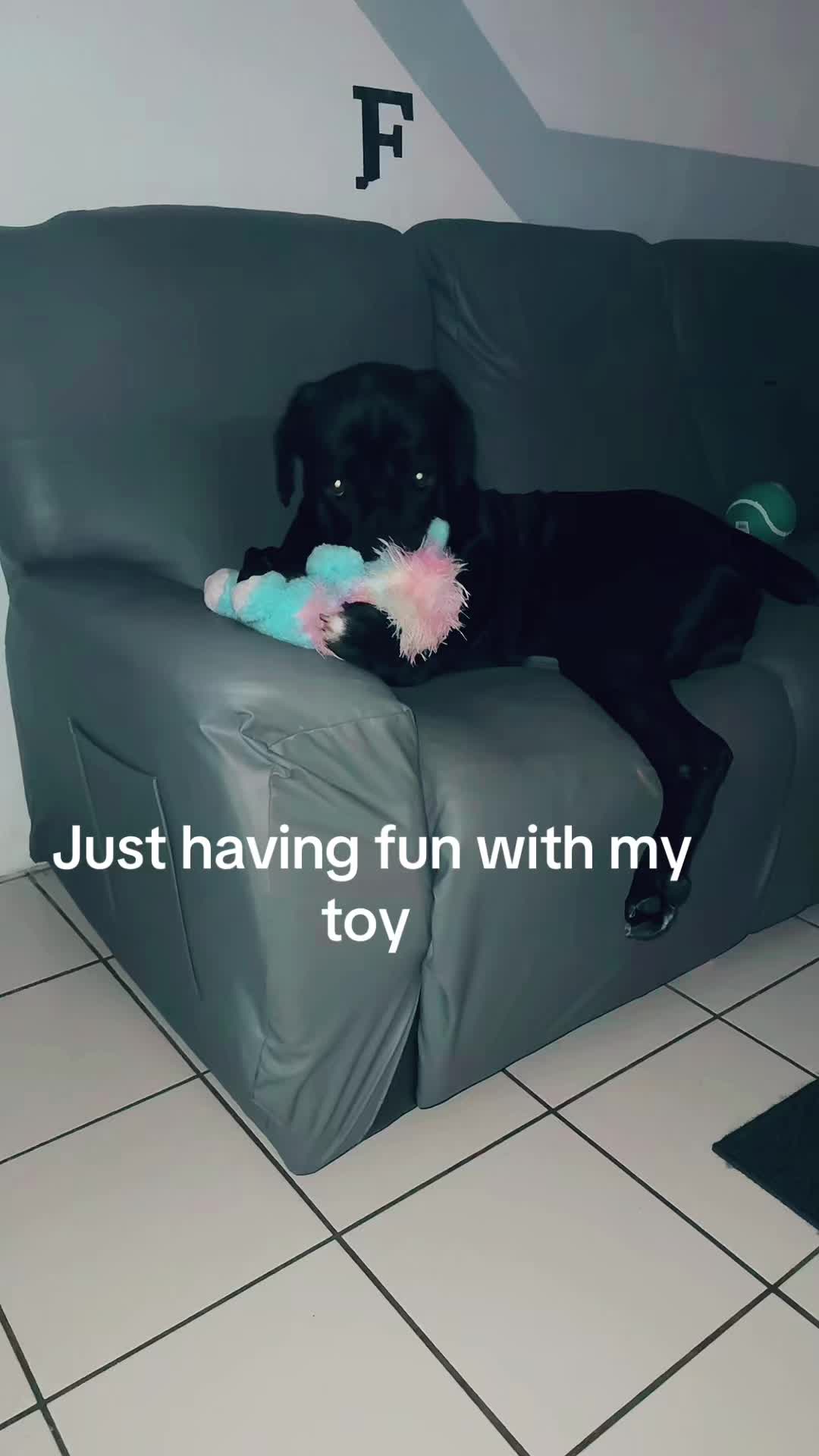 @The fur family