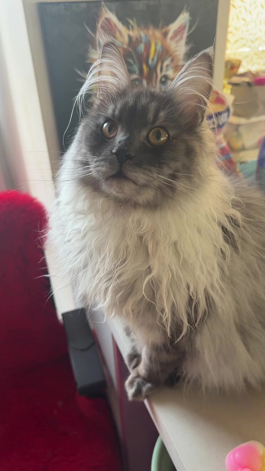 @PARAKENTOS*UA Maine coon