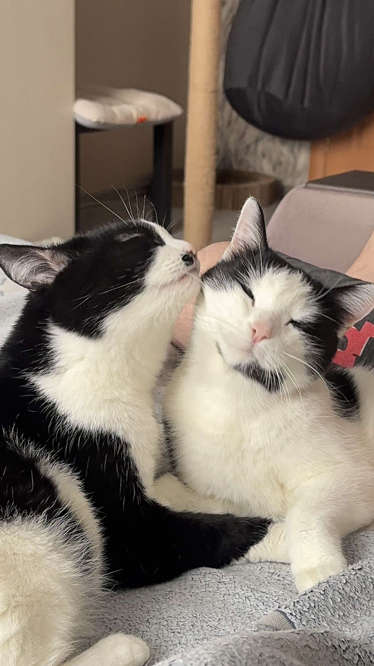 @ELENA AND 2CATS