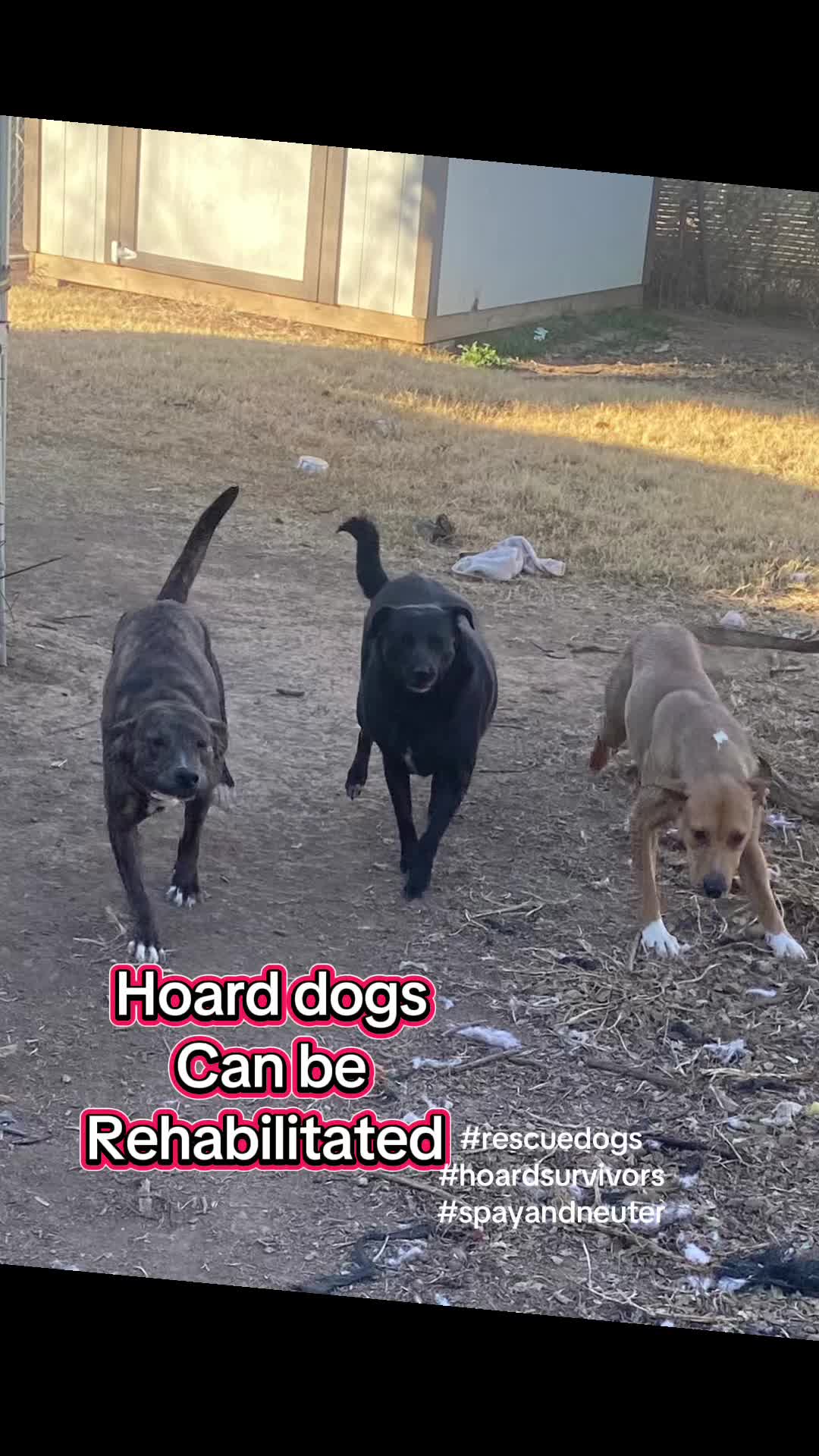 @Jessica ForgottenDogLeague