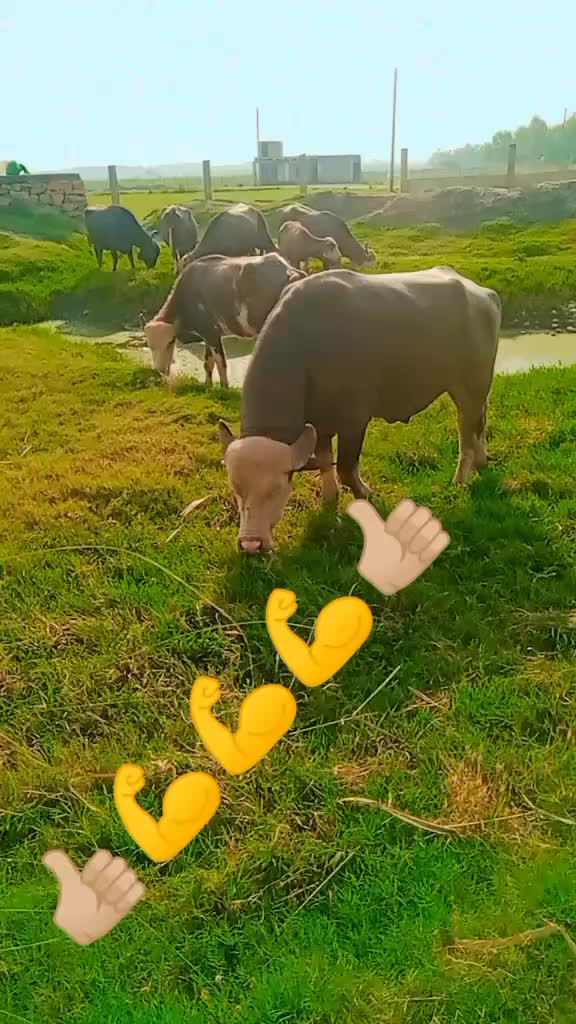 @Umarjan