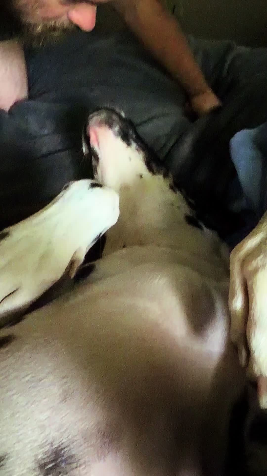 @MBJK just a dog giving smiles