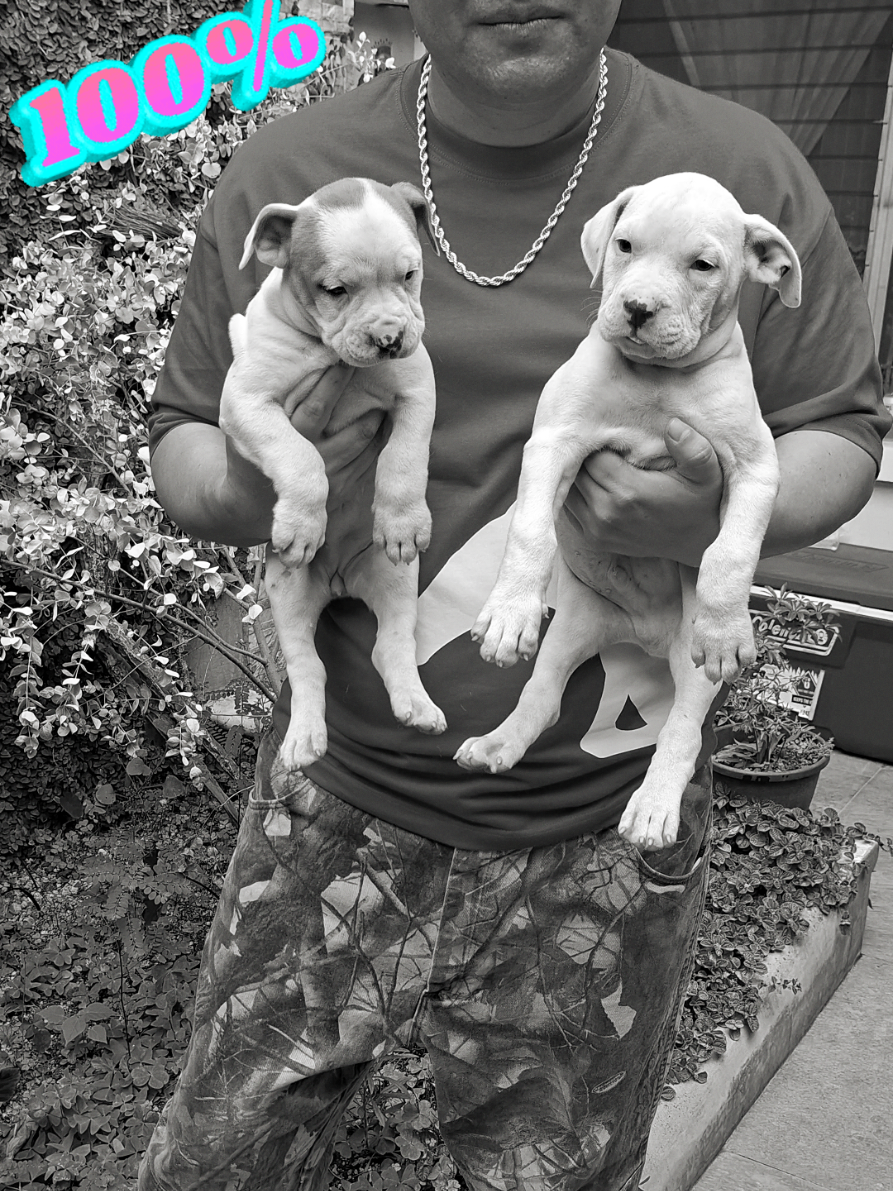 @Dogo Guatemalteco oficial
