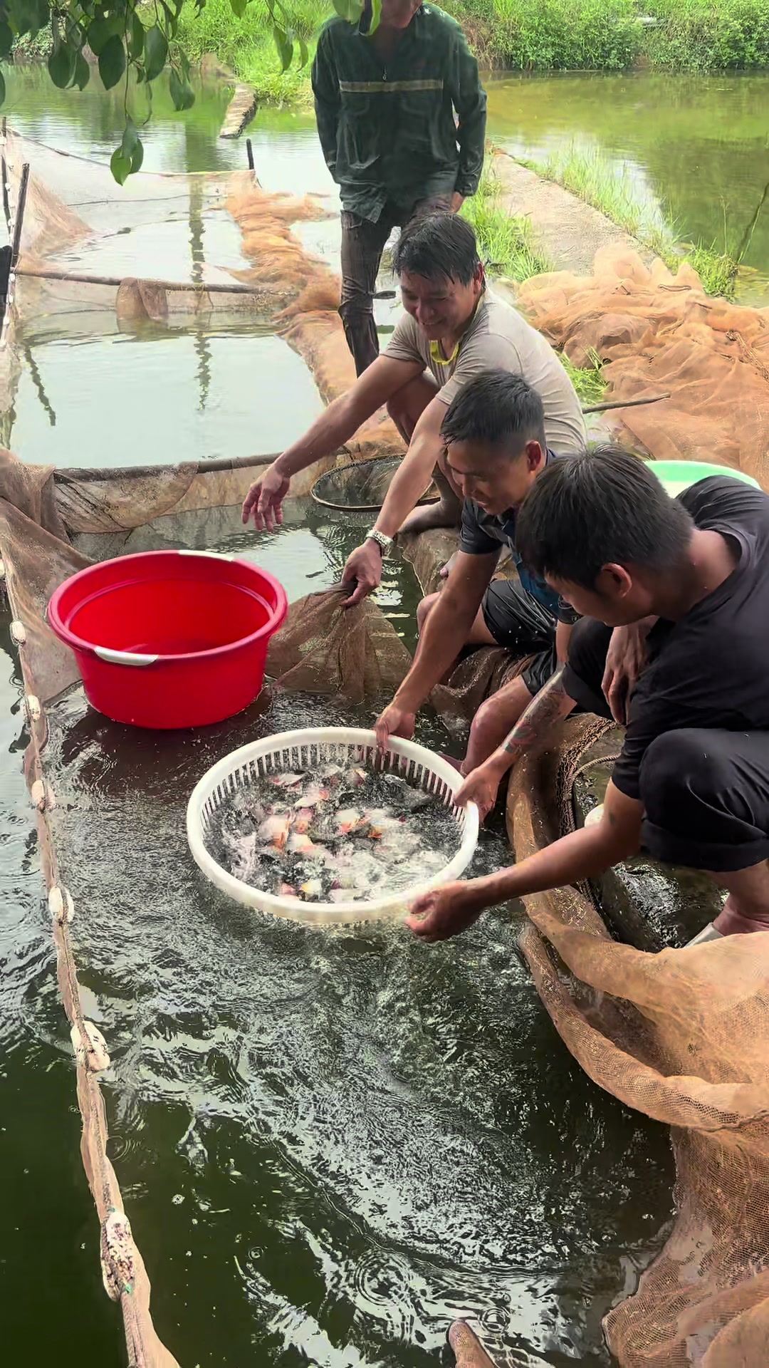 @Trại Cá Giống Quang Lâm